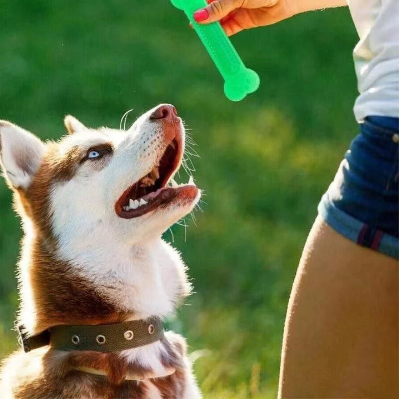 Chew Guard Bone